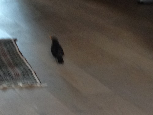 Vader merel kwam binnen de boel inspecteren. Beetje wazig beeld want ik wilde snel zijn