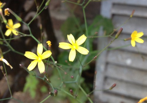 Tussendoor bekijk ik het onkruid even. 