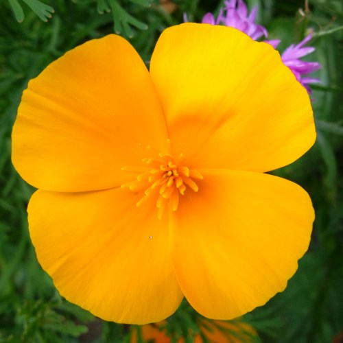 Inmiddels zit ik met kromgetrokken tenen tussen het ploggen door te kijken naar Oranje. Hup Holland!