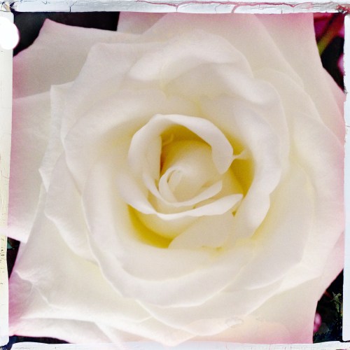 De roosjes staan er weer mooi bij. 