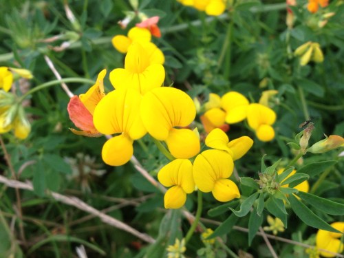 Nog meer moois aan de rand van het pad.