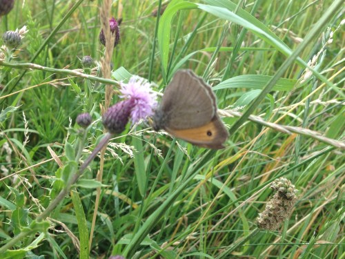 Een vlinder met oranje accenten.