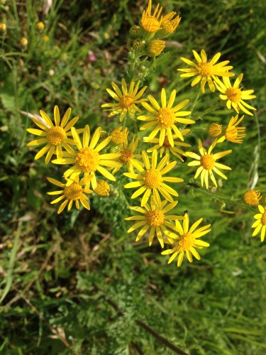 Deze zijn toch ook lief? 