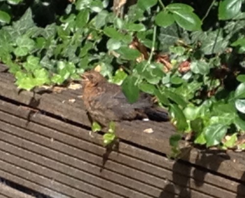 Baby merel zoekt de zon op