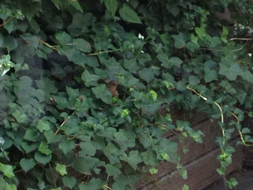 Baby merel twee speelt verstoppertje