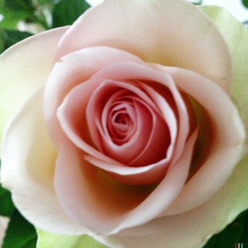 Rozen blijven een prachtig onderwerp