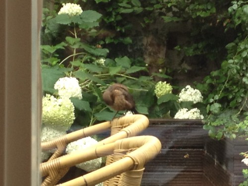 Baby merel komt haar veren gladstrijken