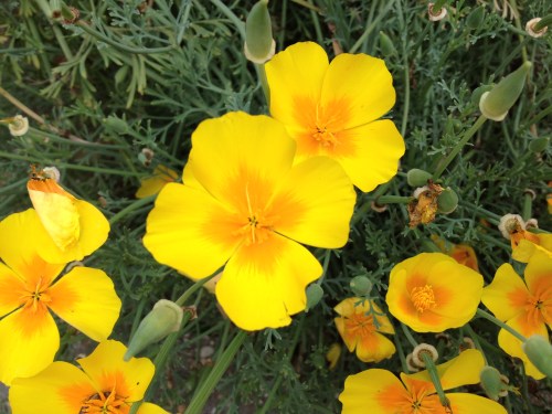 Oranje in Duitsland, toch mooi dat ze ons een warm hart toedragen.