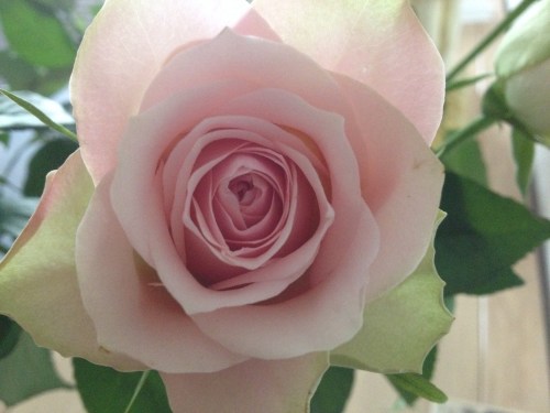 Iemand nog een roosje?