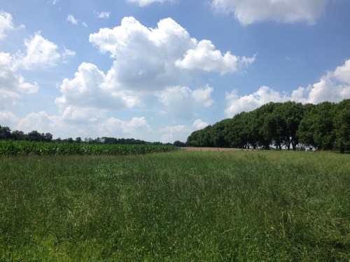 De ham, korenvelden, mais, blauwe lucht en witte wolken.