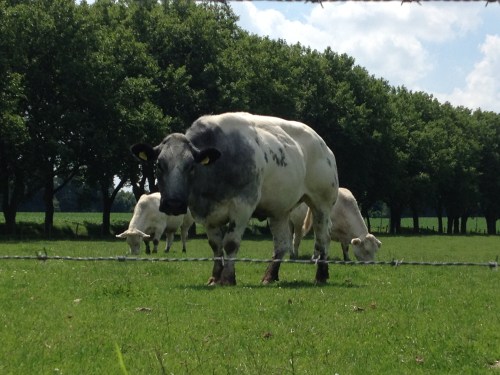 Verderop kom ik koeien tegen.