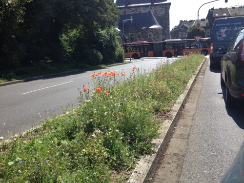 Dit vind ik mooi. Wilde bloemen in de middenberm.