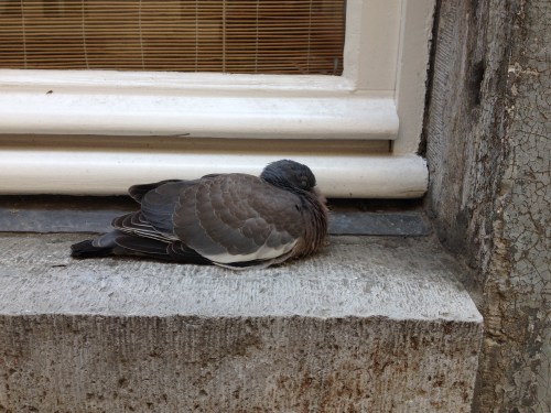 Een duif voor pampus?