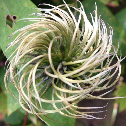  Ook in  wat overblijft na de bloei zit schoonheid