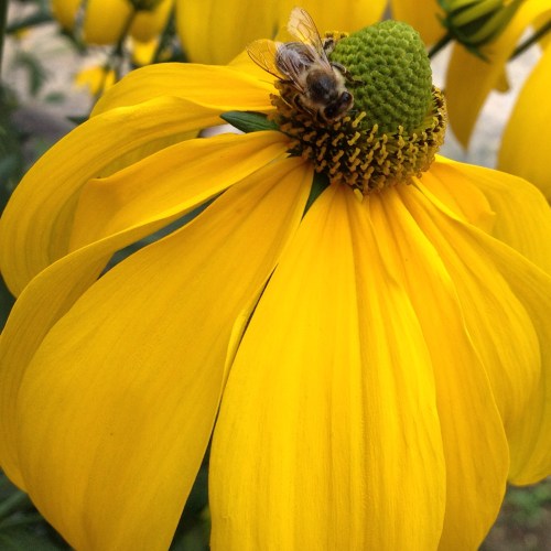 Bijen op zoek naar nectar, geen oog voor iets anders. 