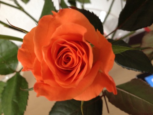 De regen valt  met bakken uit de lucht. Gelukkig hebben we de rozen nog. Dag dag...