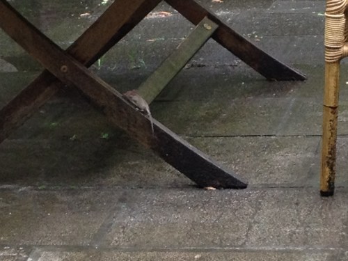 Huismuis zoekt het hogerop