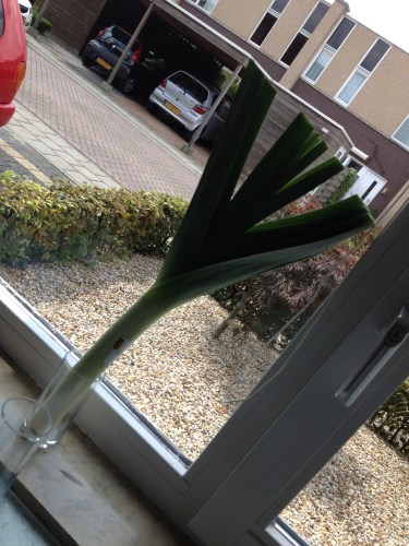 De man vindt ons keukenraam te saai en besluit de boel een beetje op te fleuren