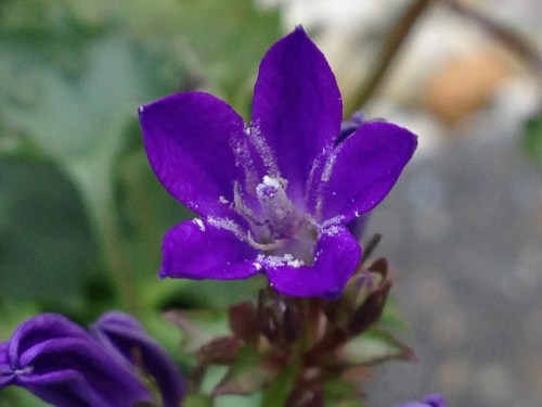 Nog een keer de bloemetjes buiten zetten
