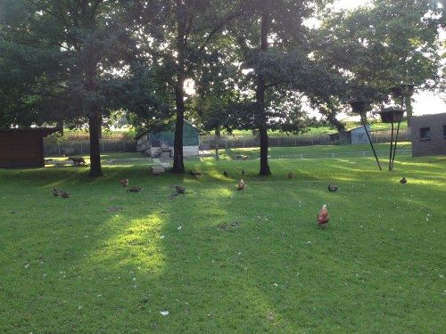  Kippen scharrelen nog een beetje in het rond terwijl zonnestralen langzaam maar zeker verdwijnen