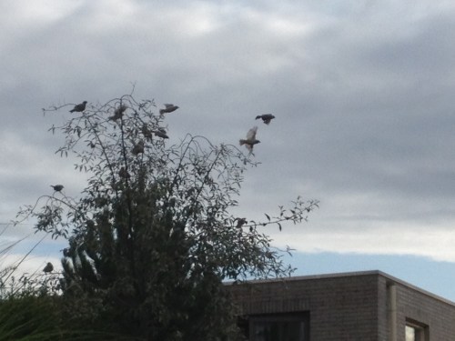 Een grote groep mussen strijkt in onze boom neer om even later massaal weer te vertrekken. Fascinerend