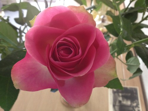 De rozen doen het weer prima.