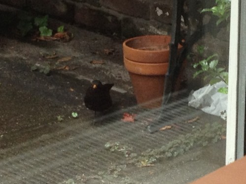 De huismerel voelt nattigheid en  zoekt een droge plek. 