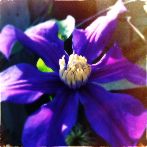 De clematis begint aan een tweede bloei.