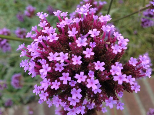 Aan deze schatjes kon ik ook niet voorbij lopen.