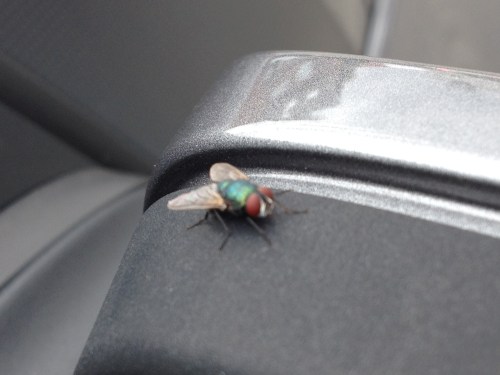 Deze greone jongen is op zoek naar een gratis lift.