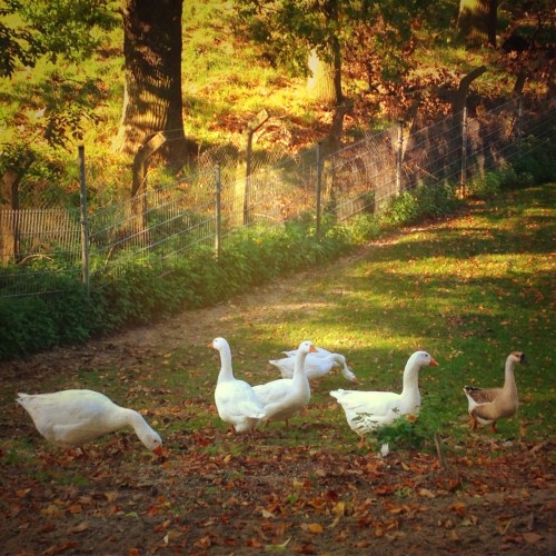 Something told the wild geese it was time to fly. Summer sun was on their wings, winter, winter, winter in their cry ~Rachel Field~